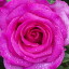 Bl&uuml;mchen1985