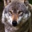 Wolve