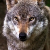 Wolve