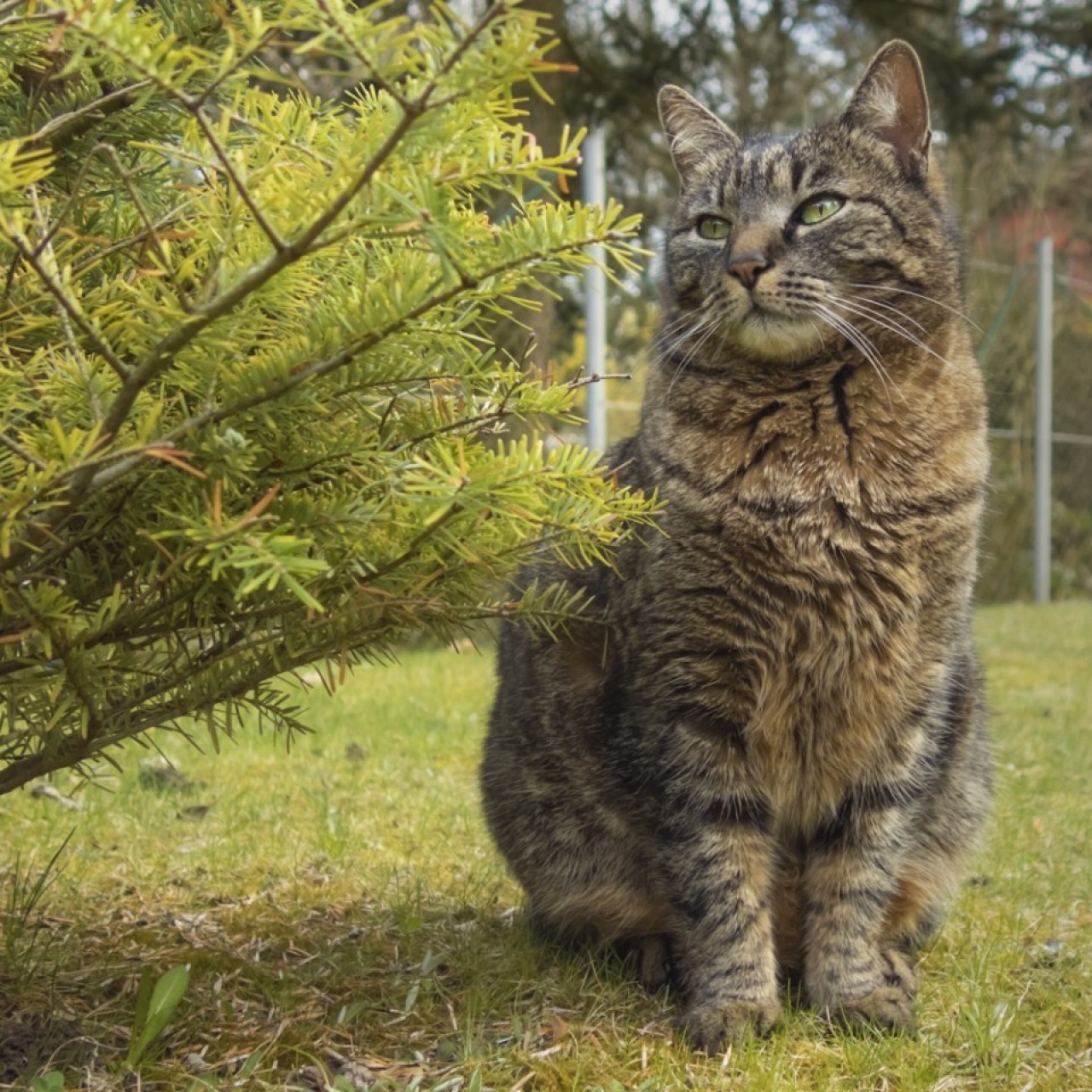 5fa2adcecccc976ea2bd970b33fdc523_large Tiere - Alben - Potter - musicalradio.de | Musicals kostenlos im Radio